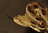 Rattlesnake