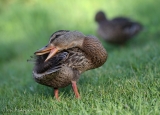 Mallards