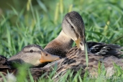 Mallards