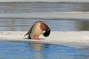 Mallard Drake