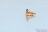 Mallard on Ice