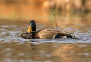 Mallard Hen and Drake