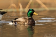 Mallard Drake