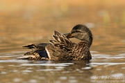 Mallard Hen