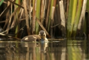 Mallard