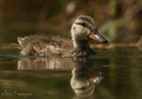 Mallard Duckling