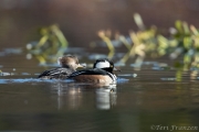 Hen and Drake Hooded Mergansers