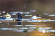 Hooded Merganser Diving