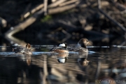 Hooded Mergansers