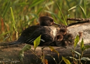 Hooded Merganser Family