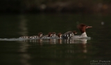 Common Merganser in Summer