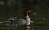 Common Merganser in Summer