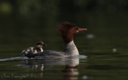 Common Merganser in Summer