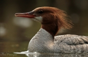 Common Merganser in Summer