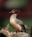 Common Merganser in Summer