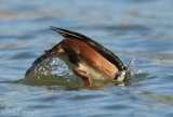 Drake Hooded Merganser in Winter