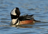 Drake Hooded Merganser in Winter