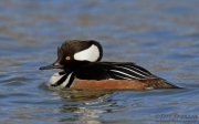 Drake Hooded Merganser in Winter