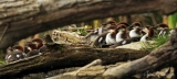 Common Merganser Family