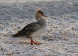 Red Breasted Merganser (Mergus serrator)