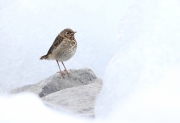 Fledgling Thrush