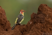 Red-and-yellow Barbet