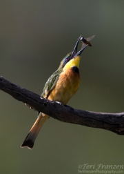 Little Bee-eater with its Namesake Catch