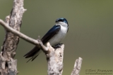 Tree Swallow