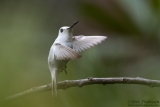 Leucistic Anna's Hummingbird