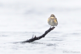 Yellow-rumped Warbler