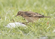 American Pipit