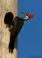 Adult Female Pileated Woodpecker