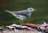 Northern Waterthrush