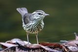 Northern Waterthrush