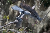 Yellow-crowned Night-Herons