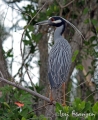 Gold_Crowned_Night_Heron2_Sgn_Sm
