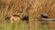 Painted Turtle and Snapping Turtle