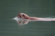 Sea Lion