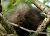 Porcupine