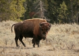 American Bison