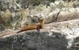 Sea Lion