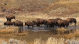 American Bison