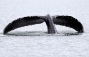 Humpback Whale