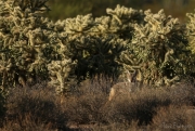 Desert Sentinel