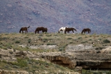 Wild Horses