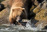 Alaskan Brown Bear