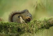 American Red Squirrel