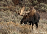 Bull Moose