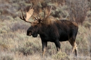 Bull Moose