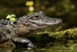 Alligator